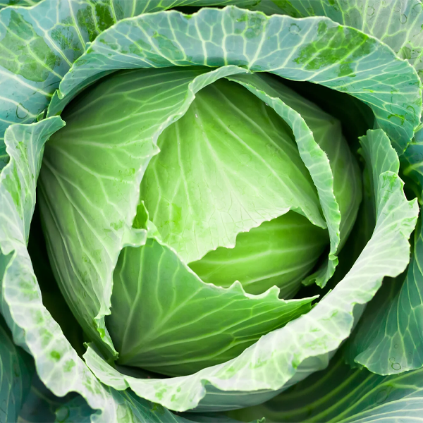 Fresh Vegetables Cabbage - Image 3