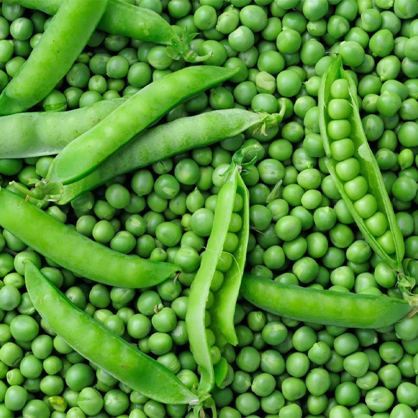 Nutritious & Fresh Peas - Image 3