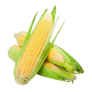 Fresh & Premium Quality Corn (Bhutta)