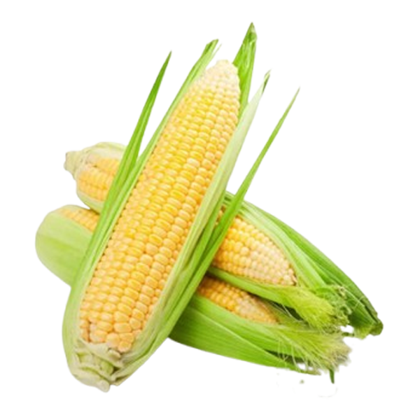 Fresh & Premium Quality Corn (Bhutta)