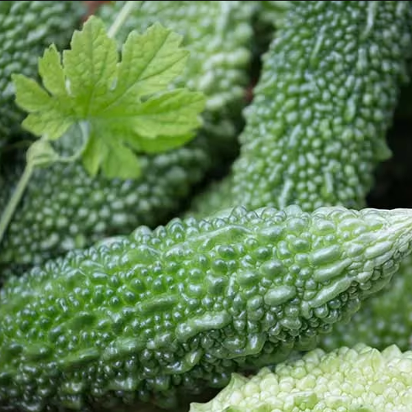 Nutritious Bitter Melon - Image 2