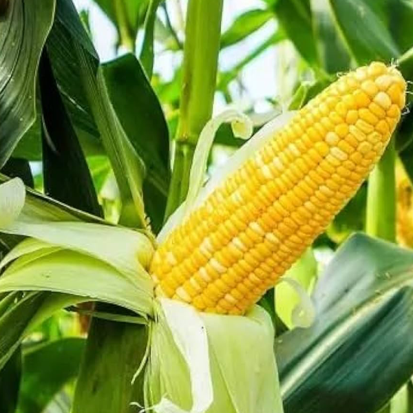 Fresh & Premium Quality Corn (Bhutta) - Image 2