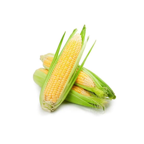Fresh & Premium Quality Corn (Bhutta) - Image 3