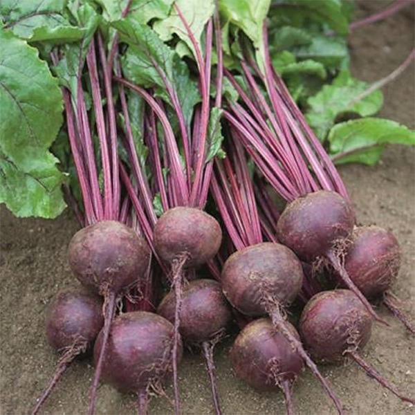 Beetroot is a vibrant, - Image 3