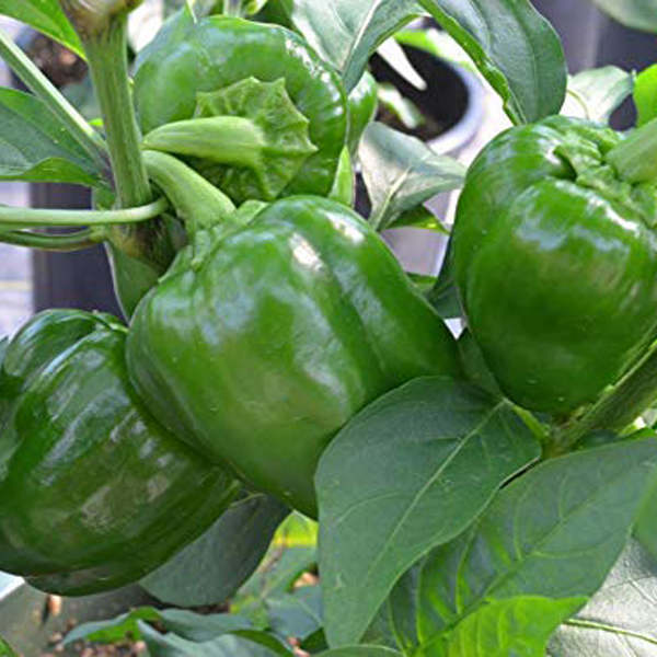 Capsicum - Image 3