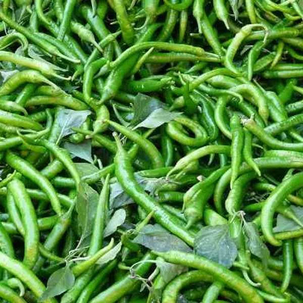 Green Chilli Fresh - Image 3